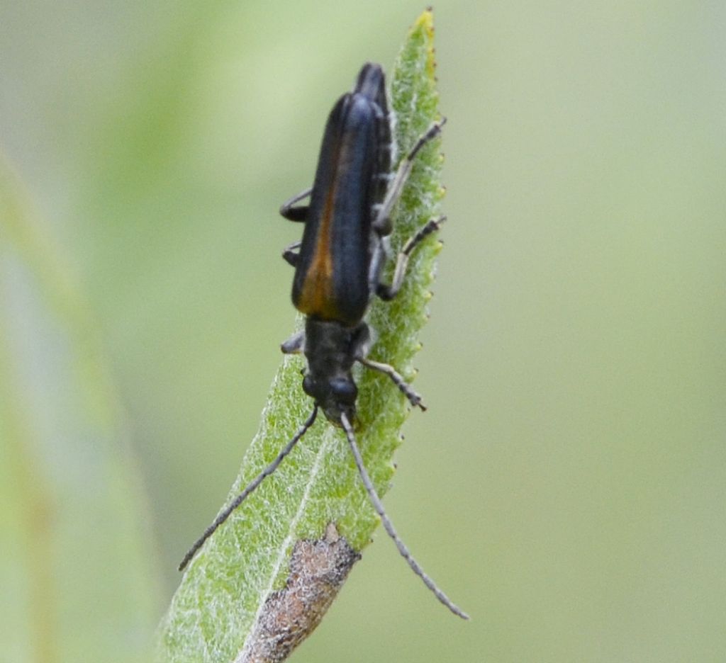 Anogcodes rufiventris